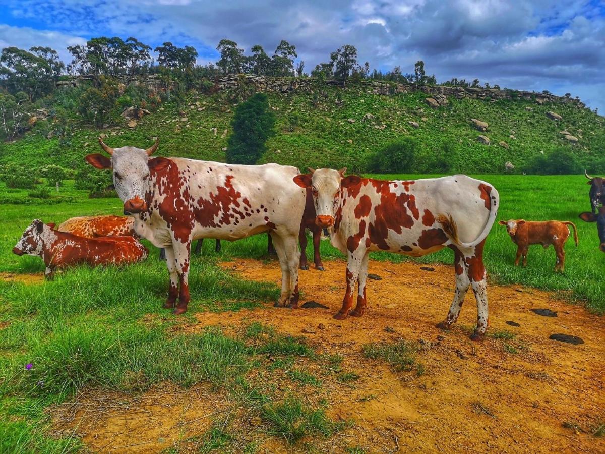 Вилла Oban Historical Guest Farm Van Reenen Экстерьер фото